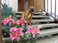 /album/fotogaleria/blana-kvet-w-jpg/